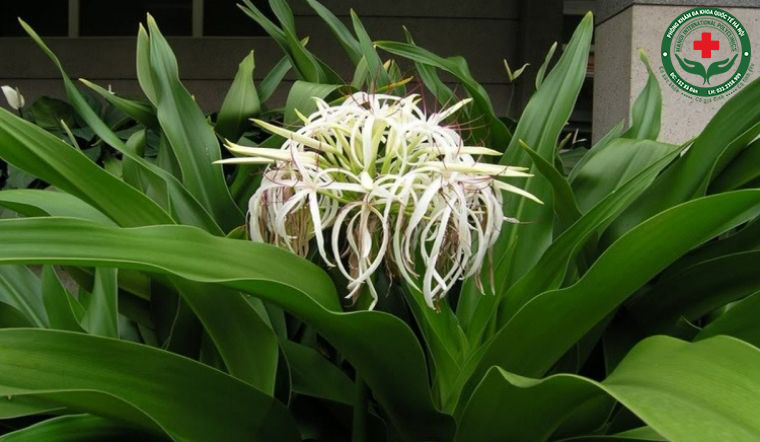 Cây hoa trắng(Crinum asiaticum L) là cây thuốc nam chữa trị viêm tuyến tiền liệt
