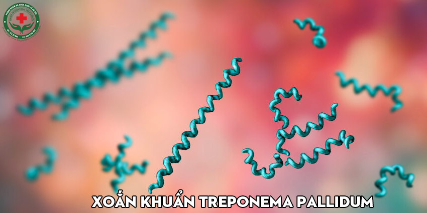 Hình ảnh xoắn khuẩn Treponema pallidum